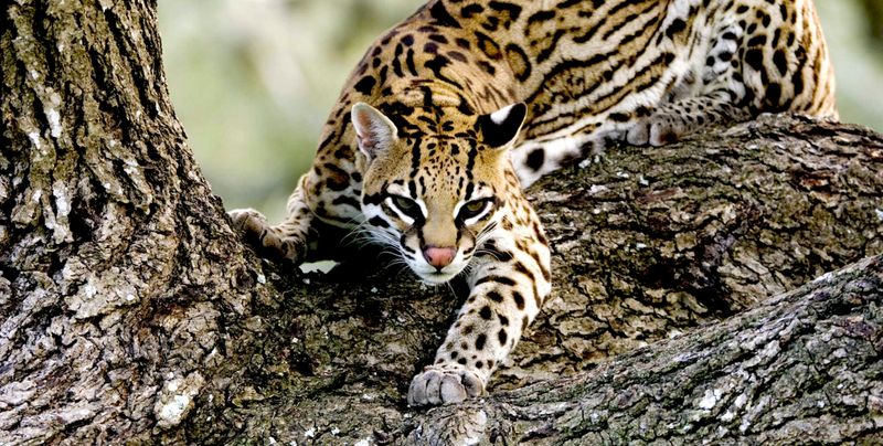 Ocelot