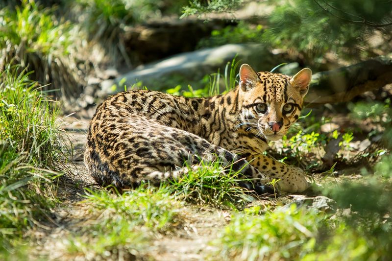 Ocelot