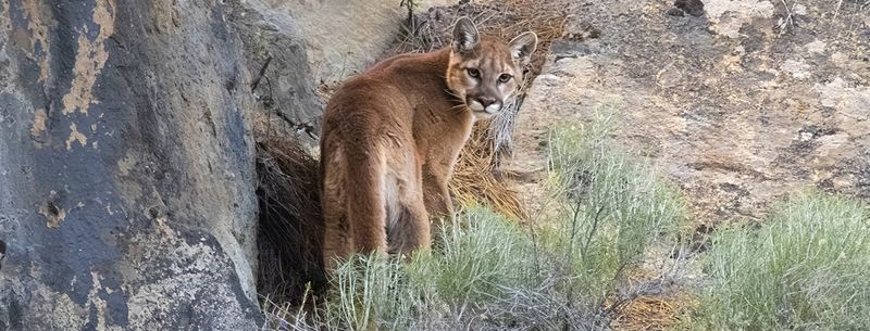 Ochoco National Forest