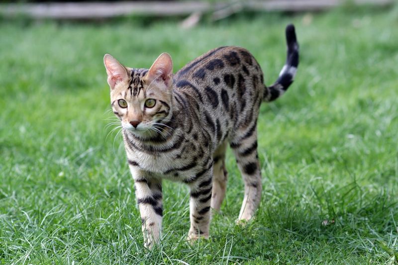 Ocicat