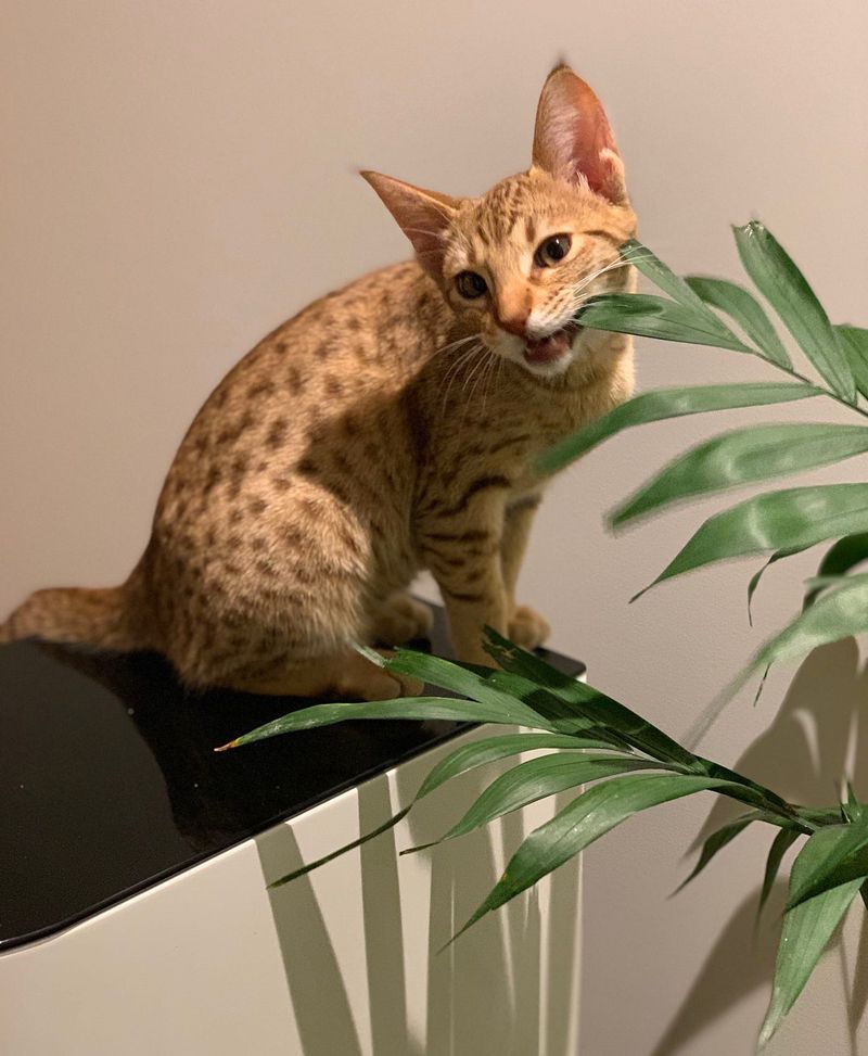 Ocicat