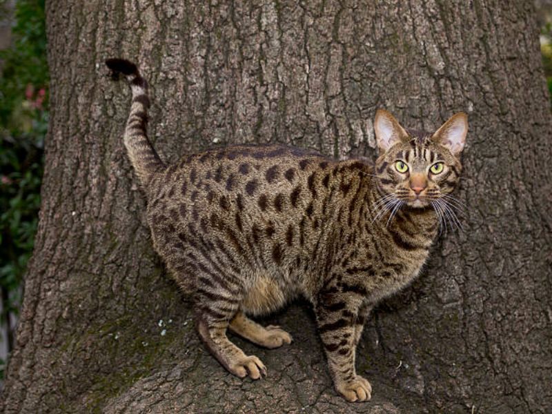 Ocicat