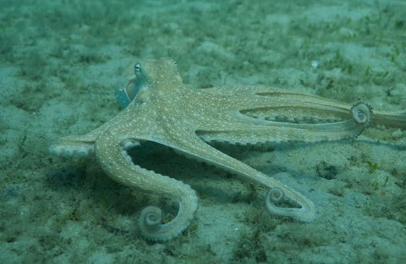Octopus