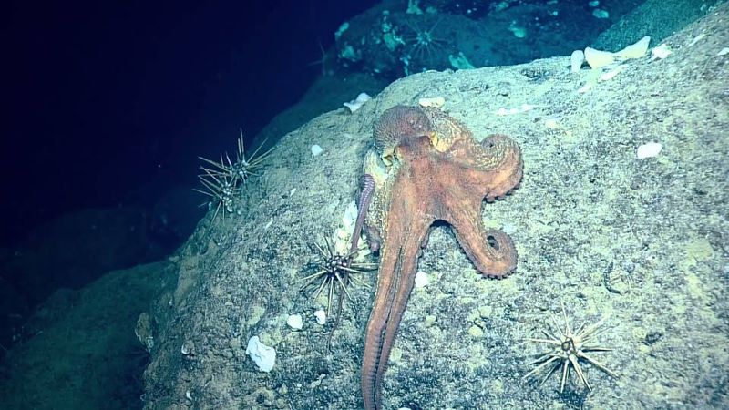 Octopus