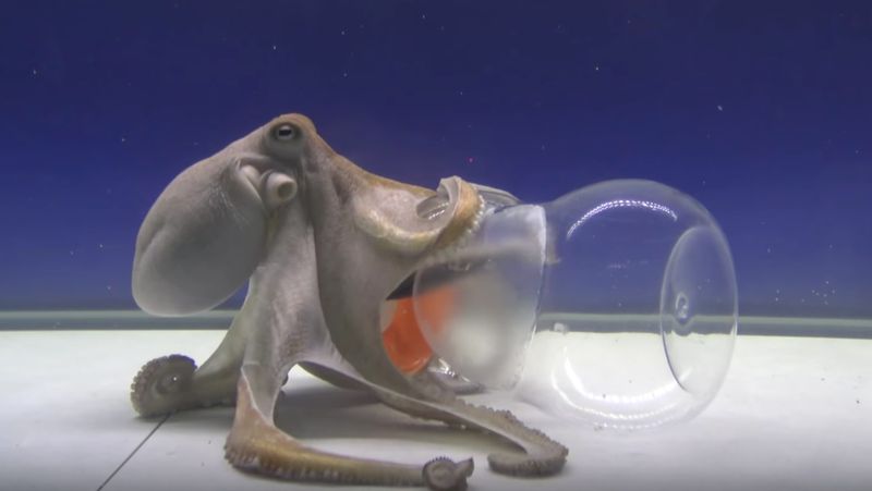 Octopus