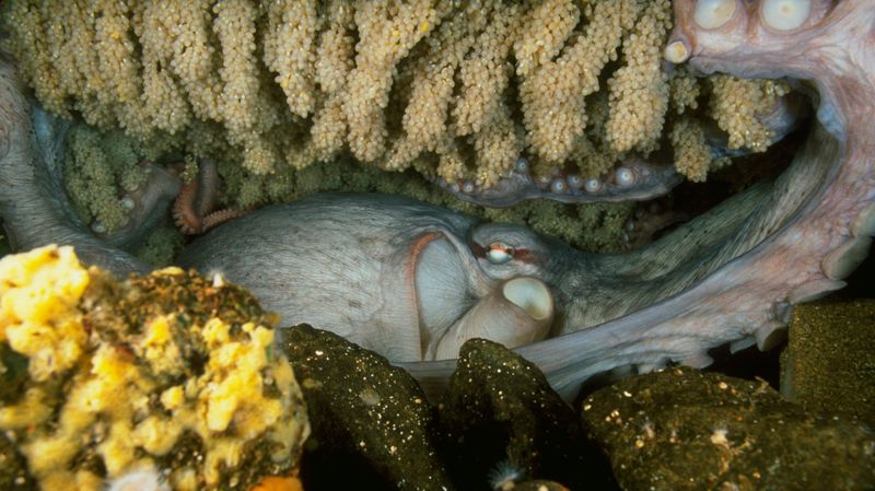 Octopus