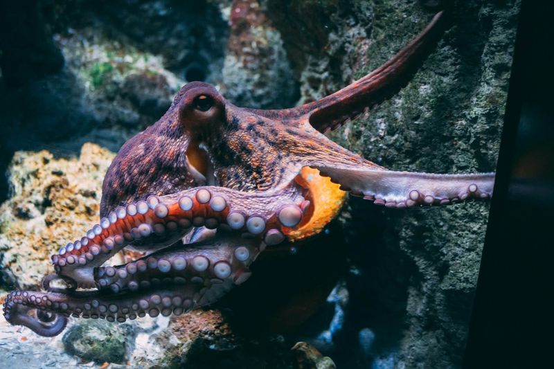 Octopus Arm Sacrifice
