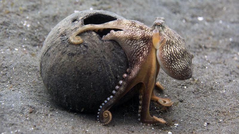 Octopus Crafting Tools