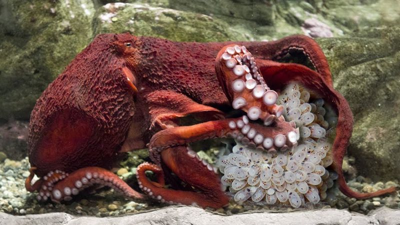 Octopus