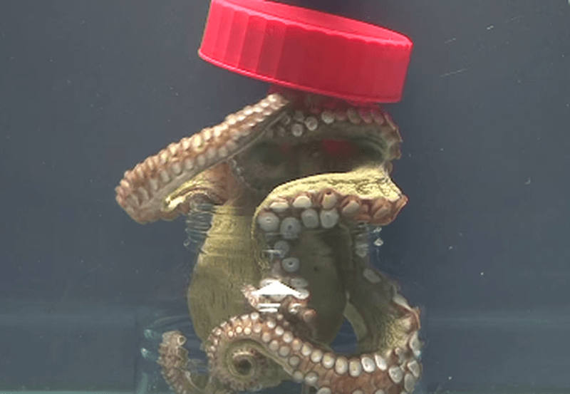 Octopus