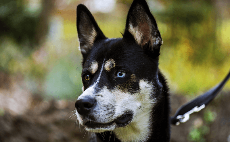 Odd Eye Colors