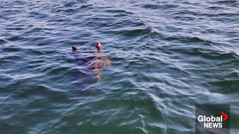 Ogopogo of Okanagan Lake