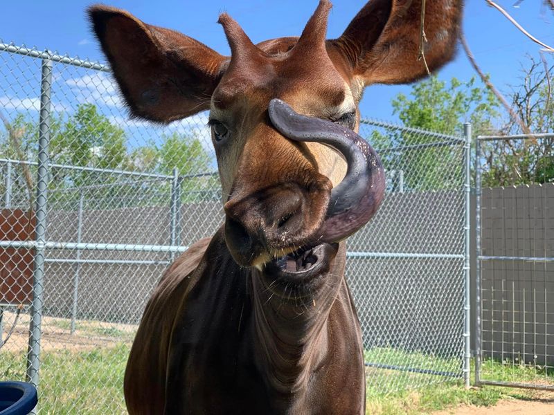 Okapi