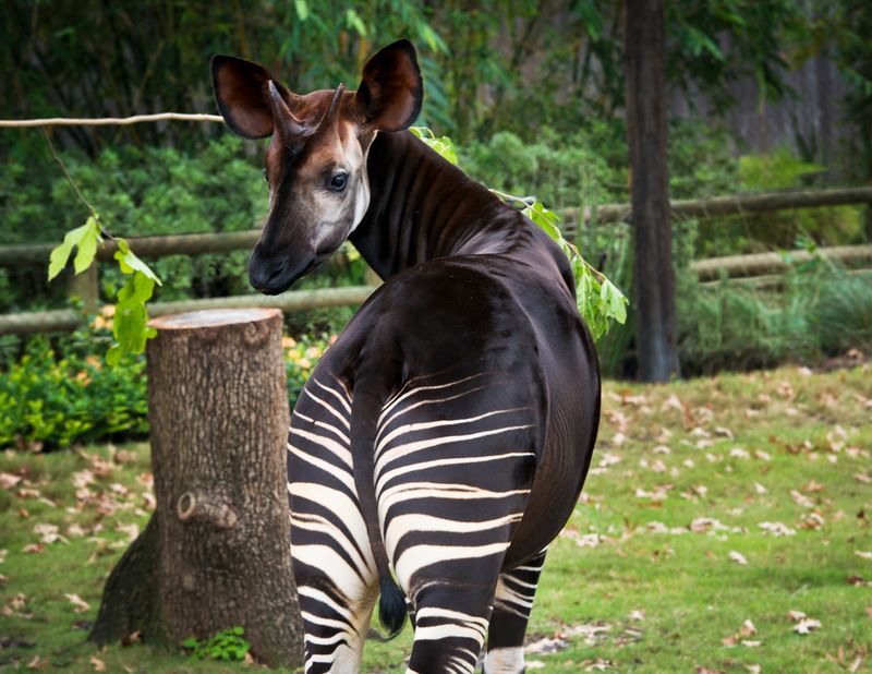 Okapi