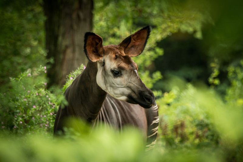 Okapi