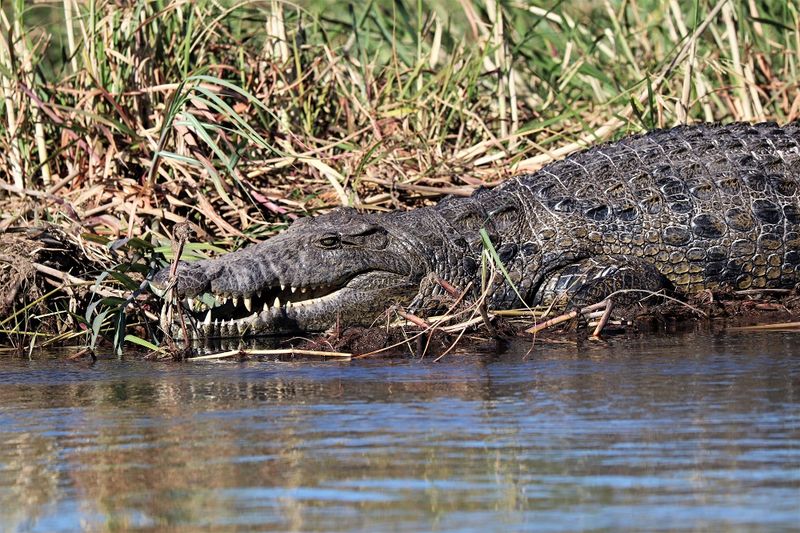 Okavango Delta, Botswana
