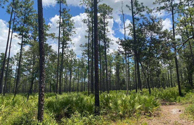 Okefenokee National Wildlife Refuge, Georgia