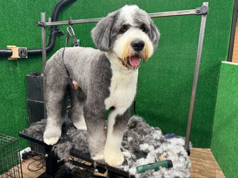 Old English Sheepdog