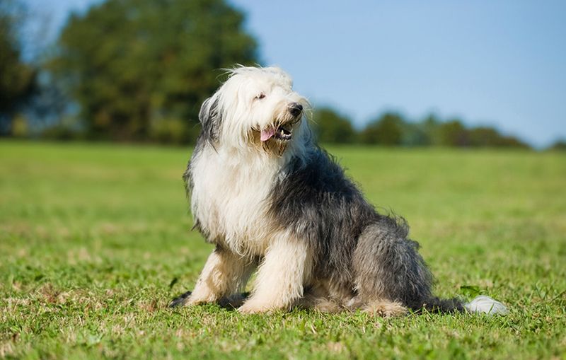 Old English Sheepdog