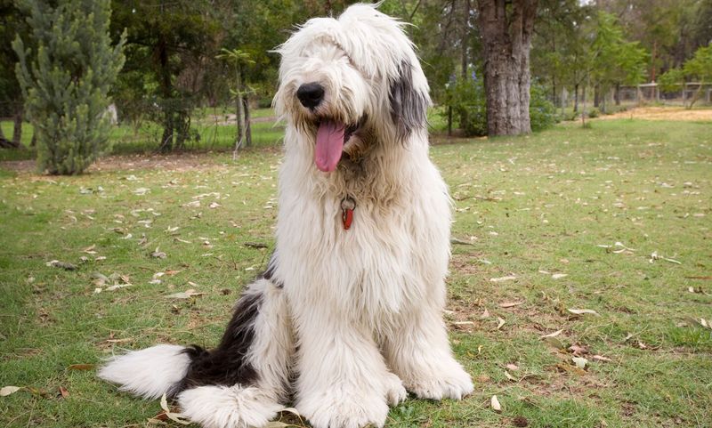 Old English Sheepdog