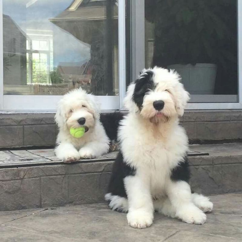 Old English Sheepdog