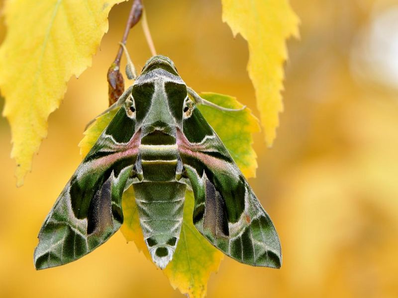 Oleander Hawk Moth