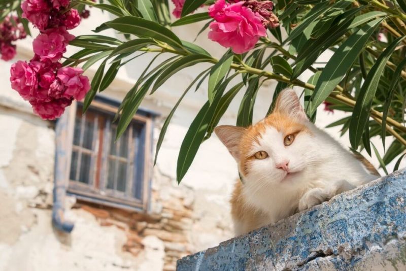 Oleander
