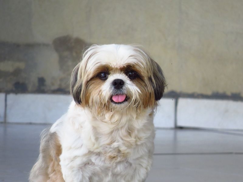Oliver - Shih Tzu