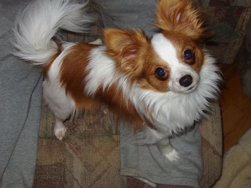Ollie the Jack Russell-Papillon Mix
