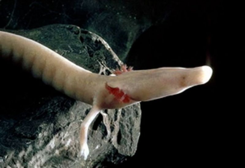 Olm
