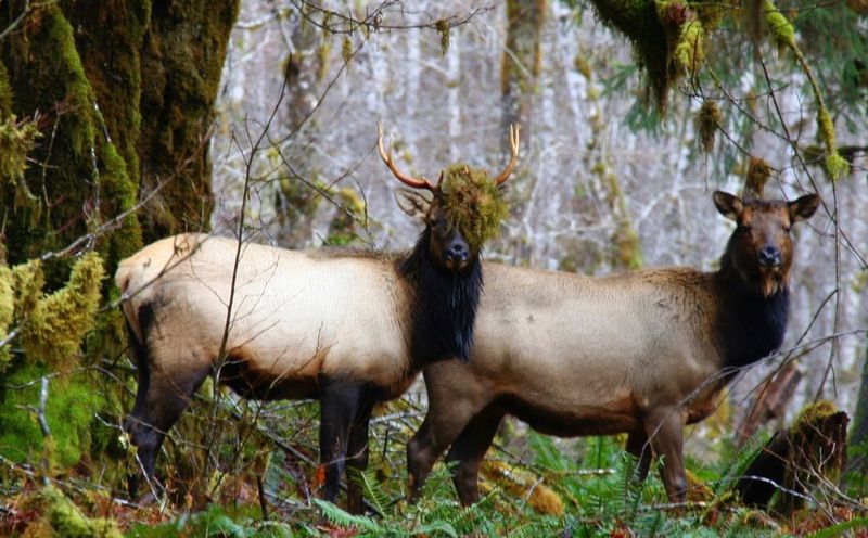 Olympic National Park