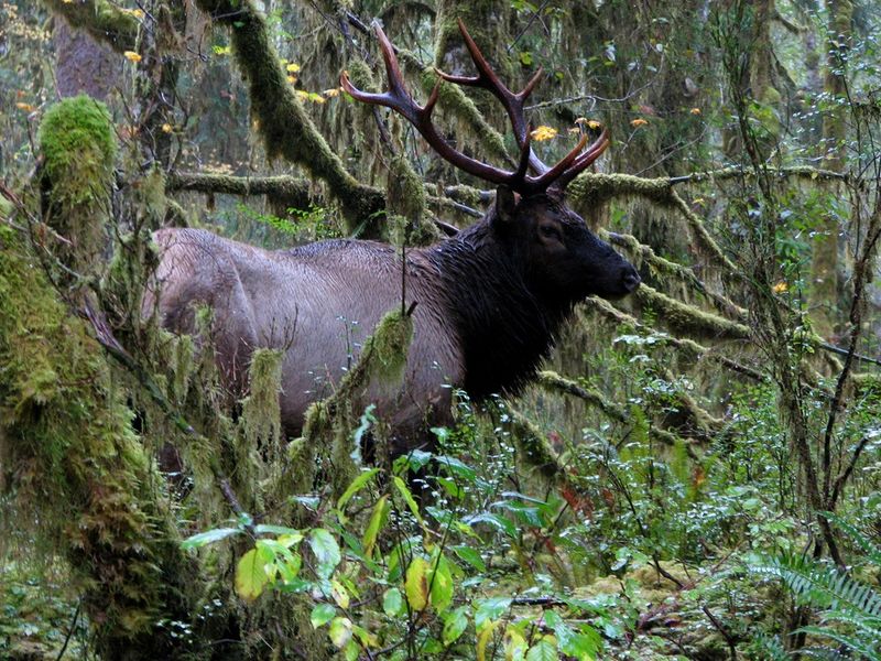 Olympic National Park