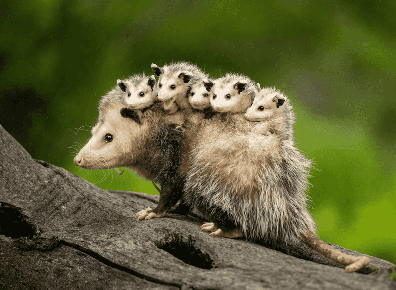 Opossum