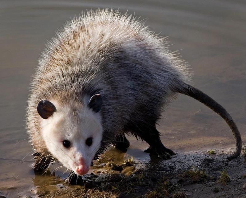 Opossum