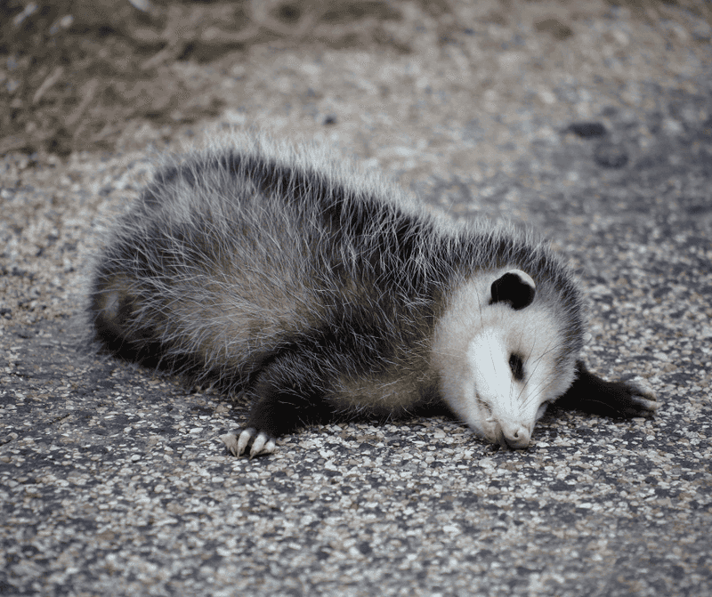 Opossum