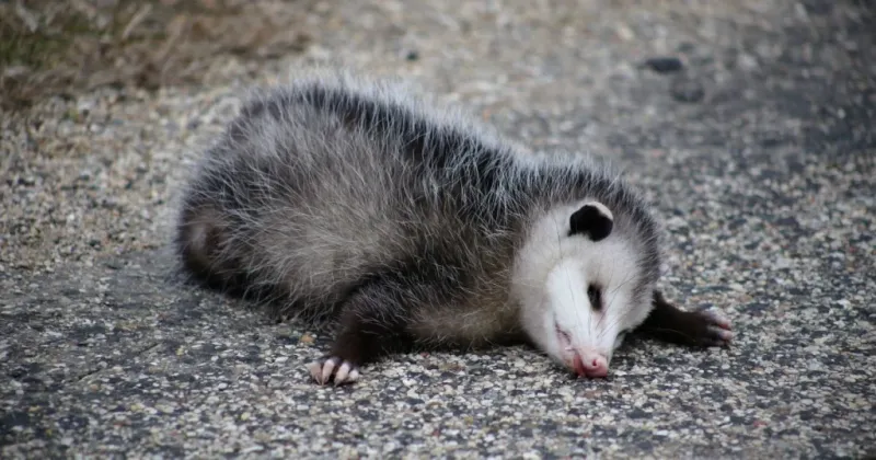 Opossum