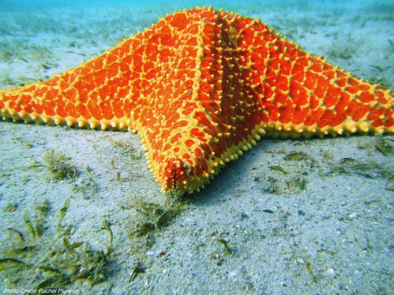 Orange Sea Star
