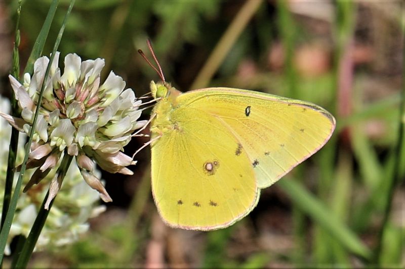 Orange Sulphur