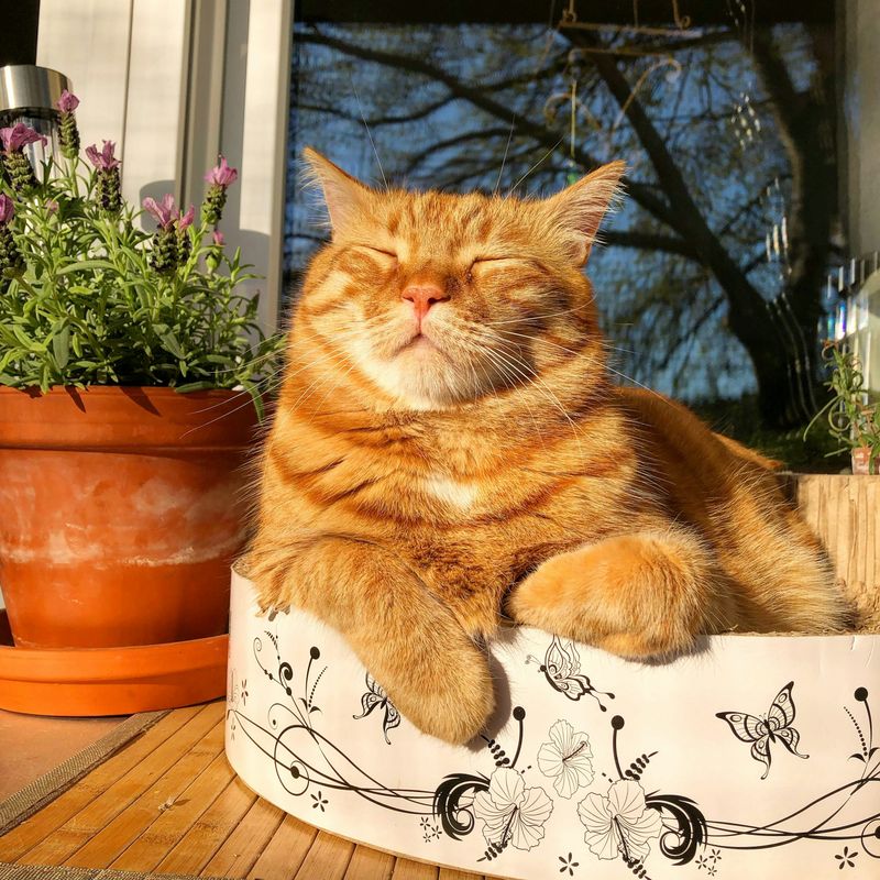 Orange Tabby Cat