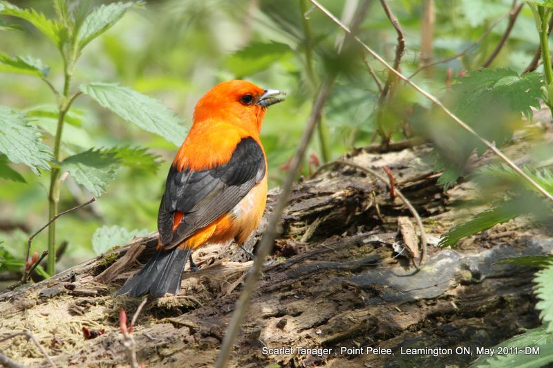 Orange Tanager