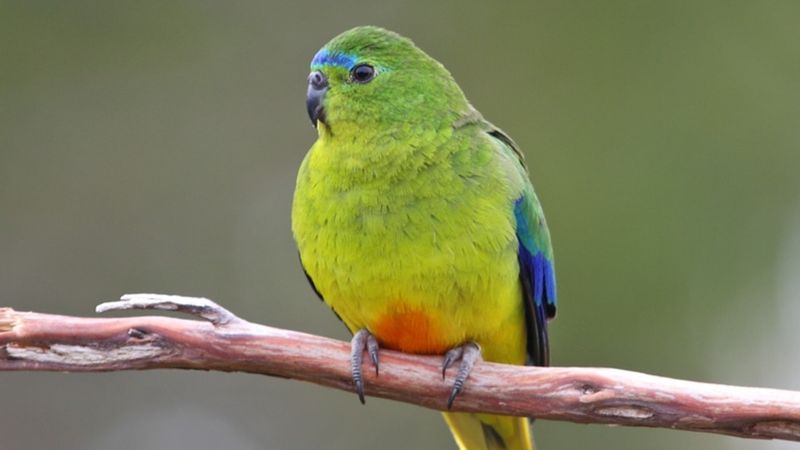 Orange-bellied Parrot