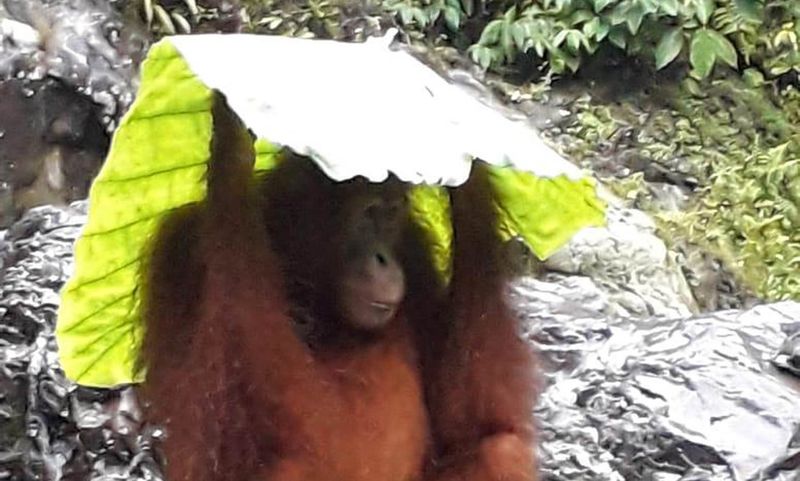 Orangutan