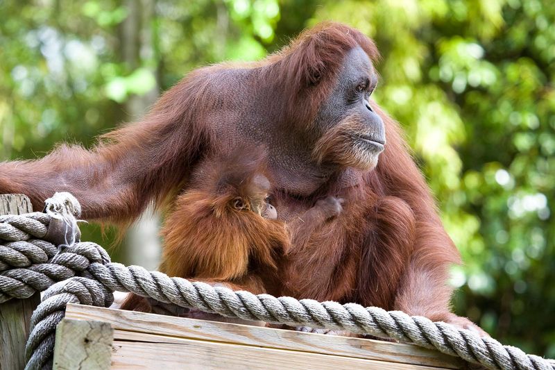 Orangutan