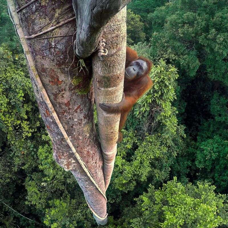 Orangutan