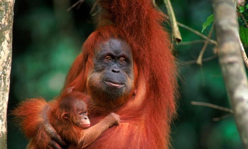 Orangutan