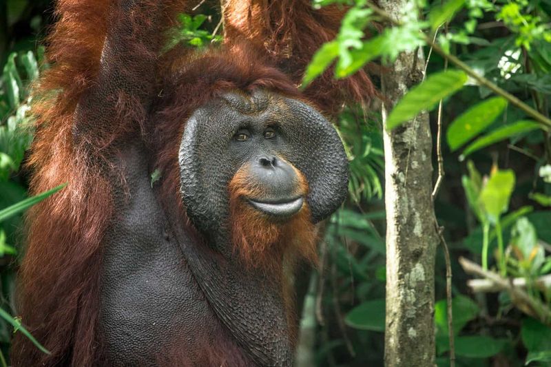 Orangutan