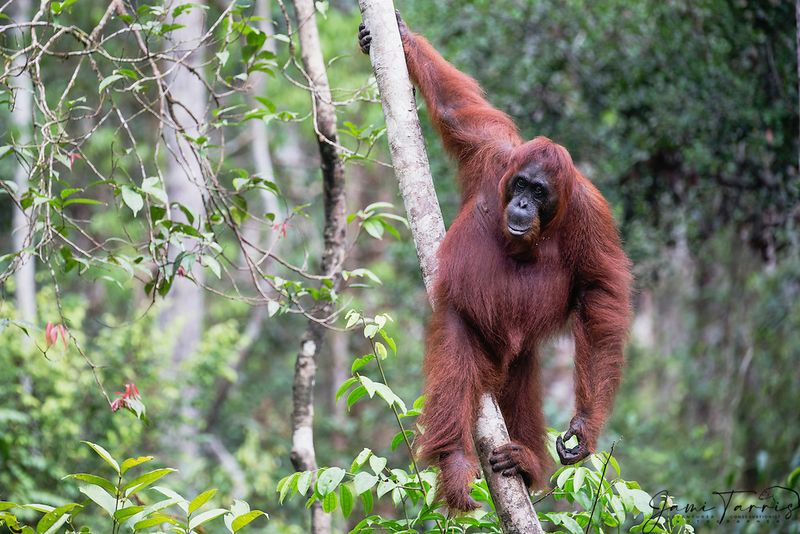 Orangutan's Gripping Power