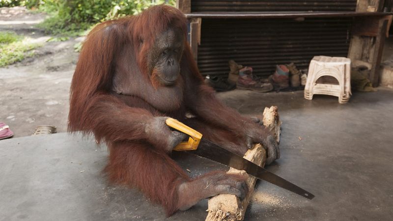 Orangutan