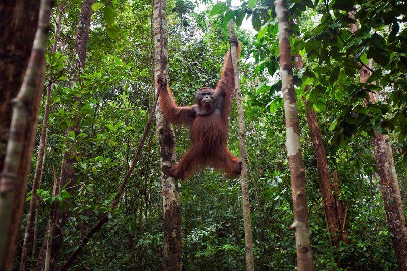 Orangutan