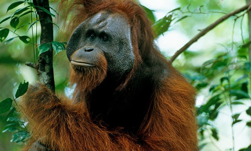Orangutan